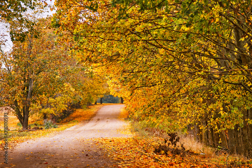 Dirt country sand road, lane with trees in autumn. Beautiful nature landscape. Fall season