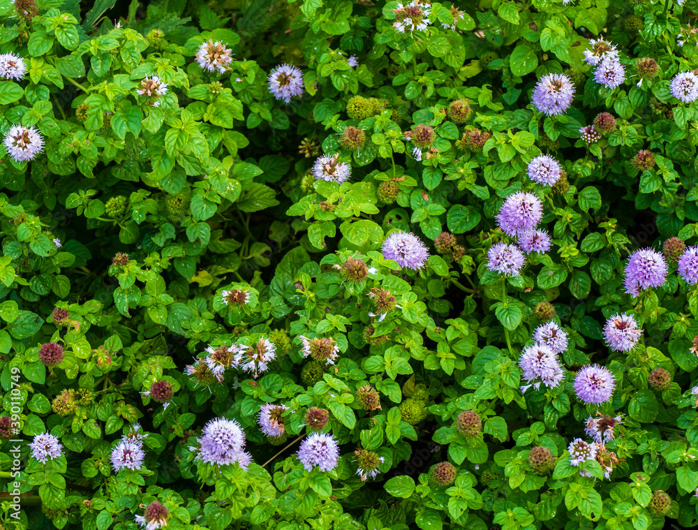 Close up of oregano flowering (Oreganum vulgare)
Close up of oregano flowering (Oreganum vulgare)