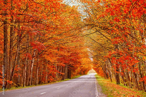 Obraz na płótnie Asphalt road in autumn lane with alder trees tunnel. Beautiful nature landscape. Fall season w salonie