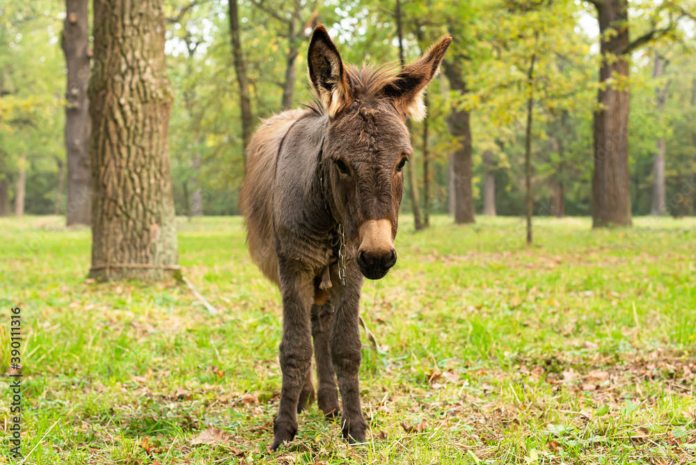 Fototapeta premium Donkey outdoors in nature. Portrait of a donkey