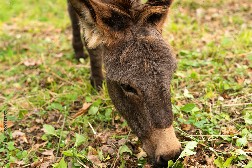 Fototapeta premium Donkey outdoors in nature. Portrait of a donkey