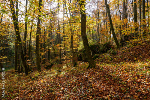 Colorful autumn in the sunny forest
