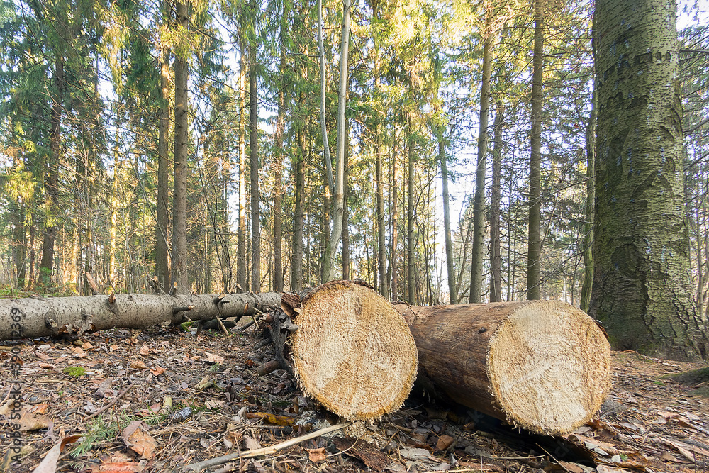 Deforestation, cut down tree trunks in the forest. Deforestation, cut down tree trunks in the forest.
