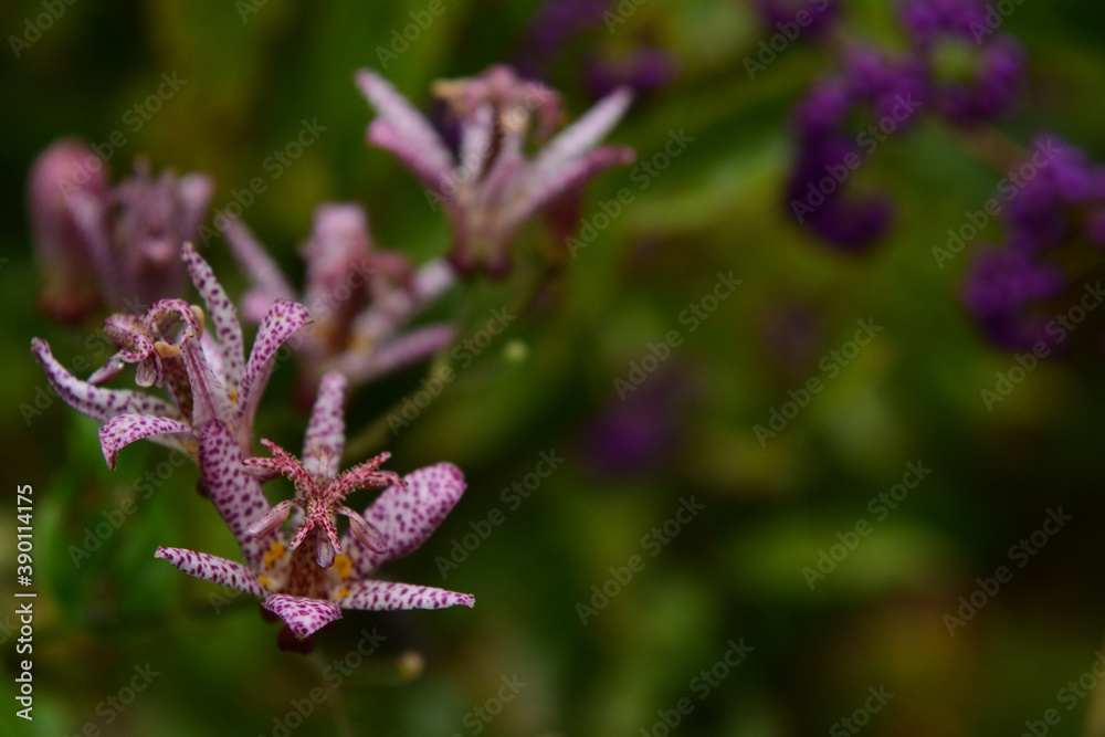 廃墟に咲く奇妙な模様をもつ花
