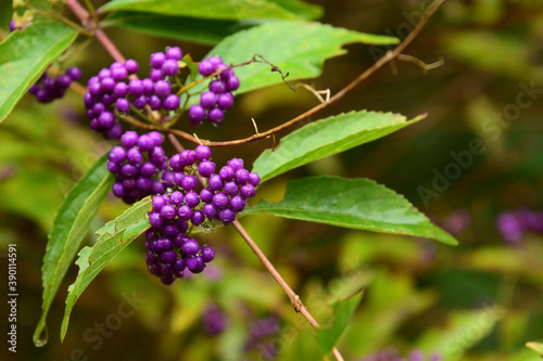 初秋の野原に生えているあざやかな紫の実を持つ植物 タイトル変更