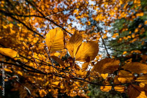 autumn colors in Canopy of leaves