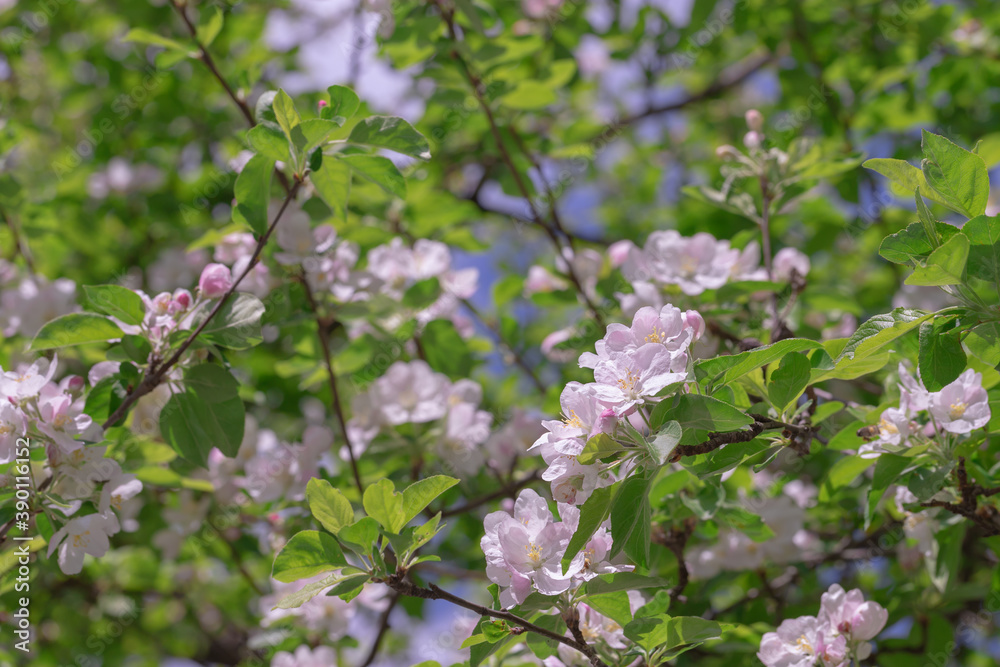 Spring pink flowers and leaves. Spring pink flowers and leaves.