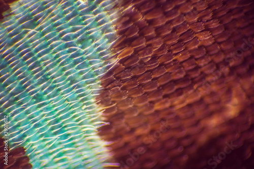 Colorful butterfly wings through a microscope