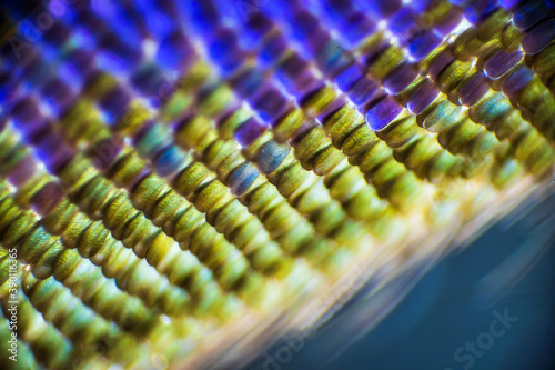 Colorful butterfly wings through a microscope