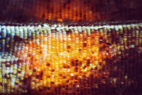 Colorful butterfly wings through a microscope