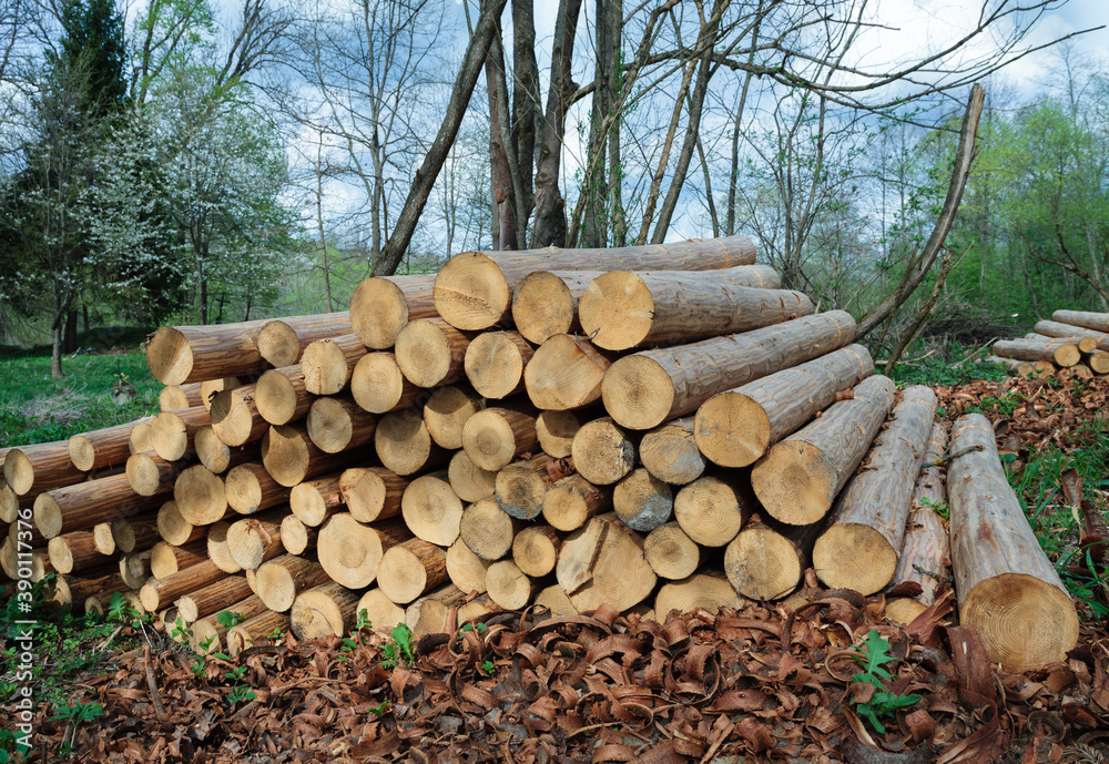 Stack of wood in forest. Energy and power concept Stack of wood in forest. Energy and power concept