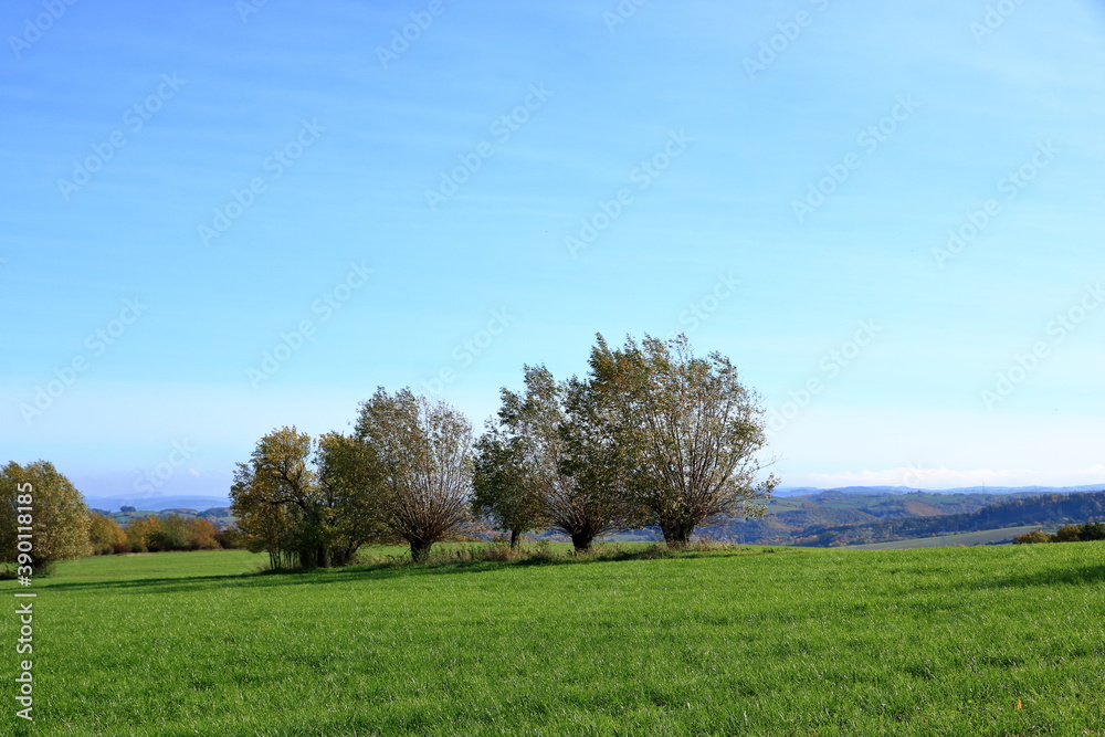 beautiful autumn trees in the Landscape in fall beautiful autumn trees in the Landscape in fall