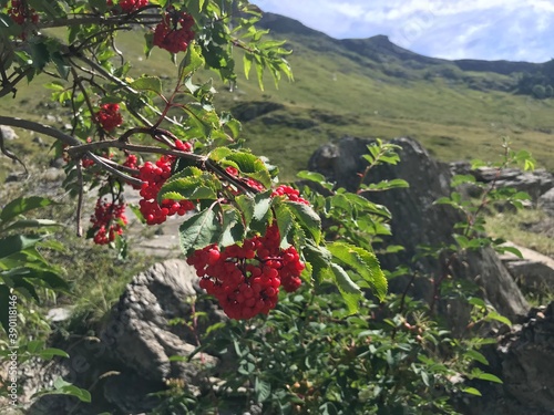 red berries on a tree