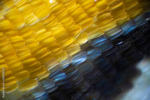 Colorful butterfly wings through a microscope