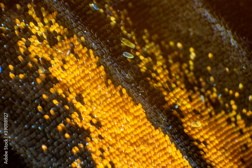 Colorful butterfly wings through a microscope