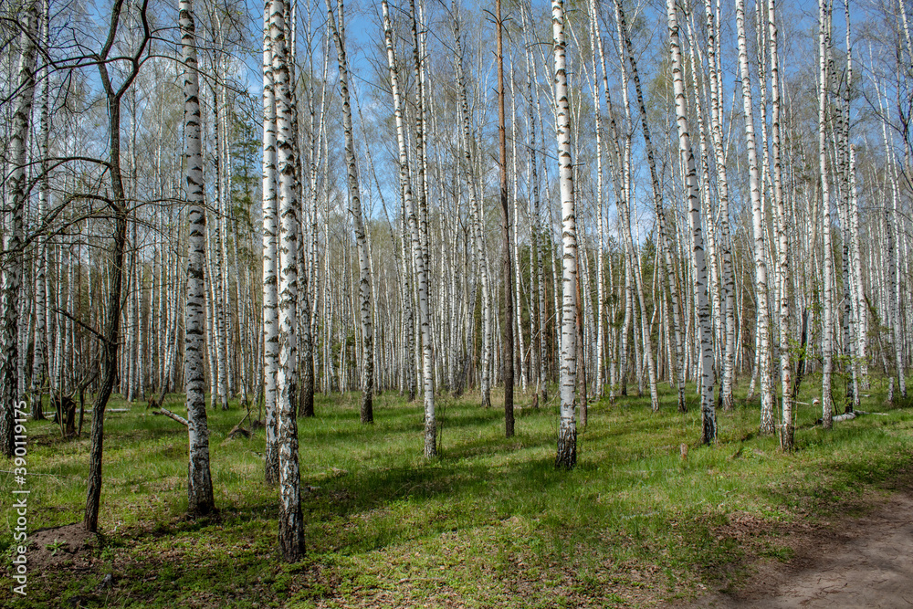 Obraz premium Spring and flowers