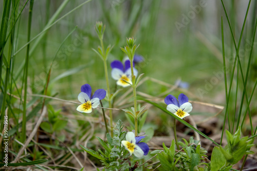 
Spring and flowers