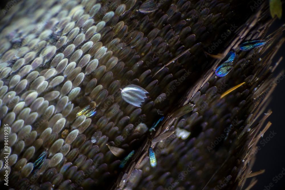 Fototapeta premium Colorful butterfly wings through a microscope