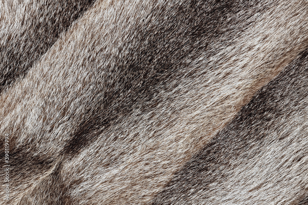 River rat coypu or nutria rough fur texture. Animal hair close-up River rat coypu or nutria rough fur texture. Animal hair close-up