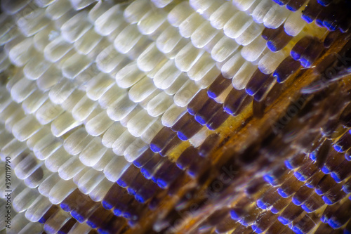 Colorful butterfly wings through a microscope