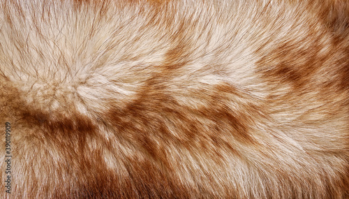 fox fur texture. Animal hair