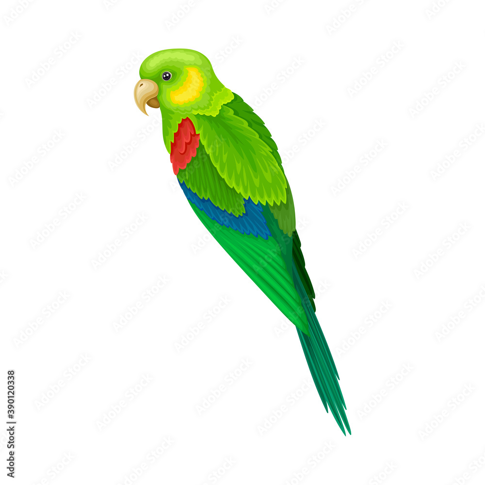 Fototapeta premium Parrot with Bright Feathers as Warm-blooded Vertebrates or Aves Vector Illustration