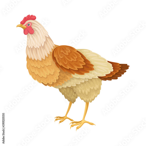 Hen as Warm-blooded Vertebrates or Aves Vector Illustration