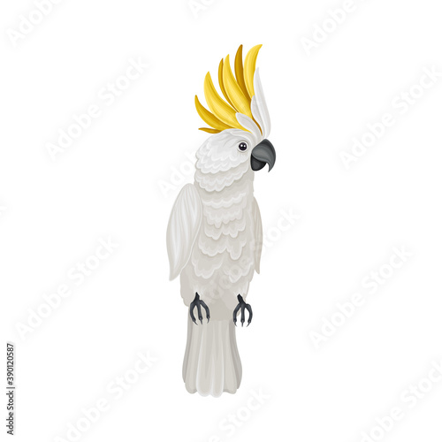 Cockatoo Parrot with Bright Feathers as Warm-blooded Vertebrates or Aves Vector Illustration