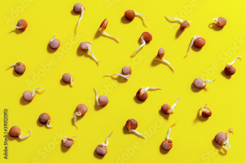 lentil sprouts on the yellow background