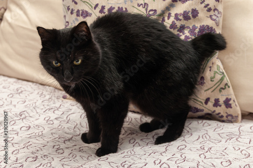 Bild auf Leinwand beautiful Kurilian Bobtail cat standing on the sofa