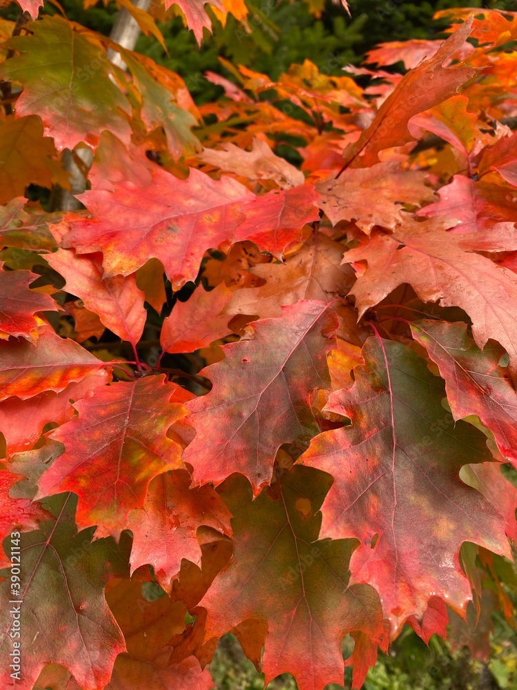 red maple leaves red maple leaves