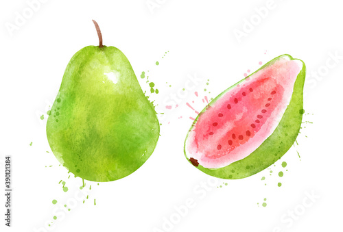 Watercolor vector illustration of Pink Guava