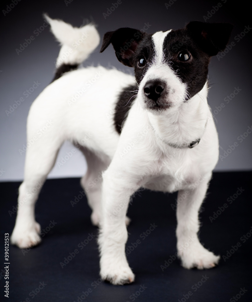 Cute black and white jack russell wagging her tail and looking up. Studio photo, dark setting.