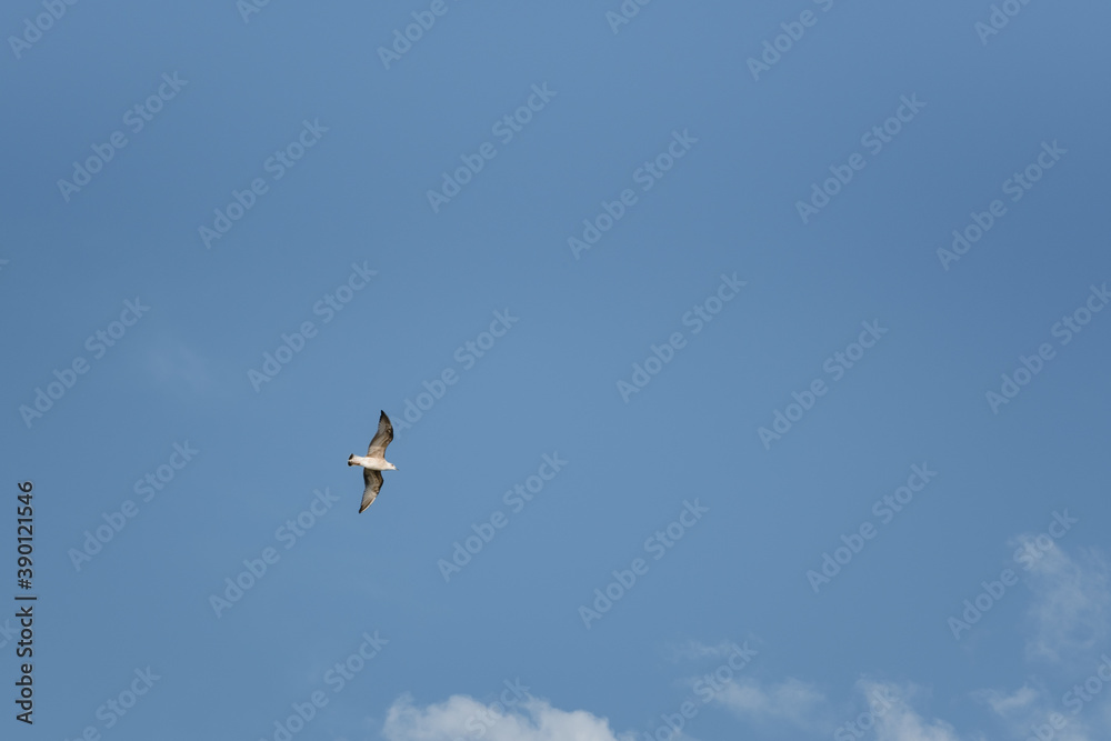 Sea gull in flight on a blue sky