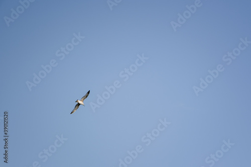 Sea gull in flight on a blue sky