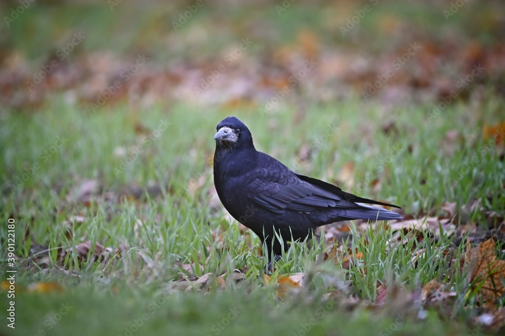 Black crow stands on grass and looking at camera. Black crow stands on grass and looking at camera.