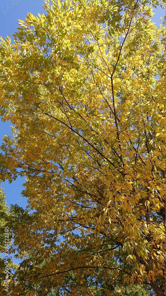 Fototapeta premium autumn in the forest