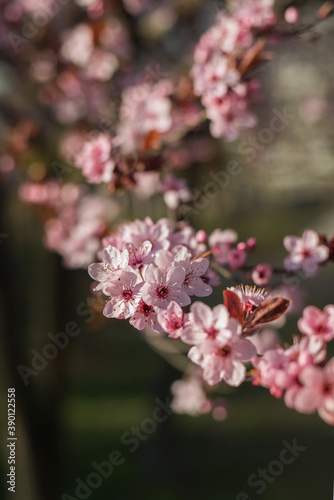 Beautiful Pink Cherry Plum, Prunus Cerasifera Nigra, blooming in early spring. Decorative Landscape Design Tree.