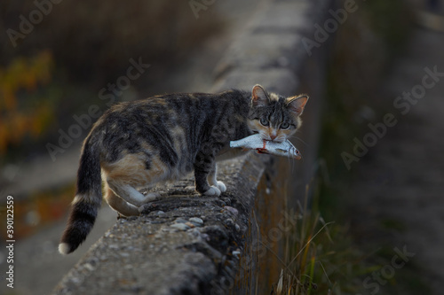 Cat with a catch. A street cat holds a fish in its mouth. Cat with fish. 