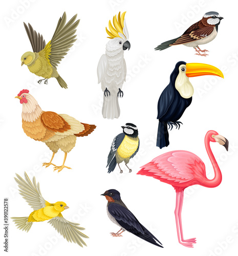 Birds as Warm-blooded Vertebrates or Aves with Feathers and Toothless Beaked Jaws Vector Set