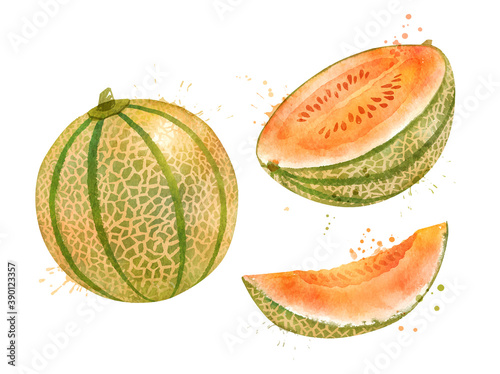 Watercolor illustration of Melon Cantaloupe