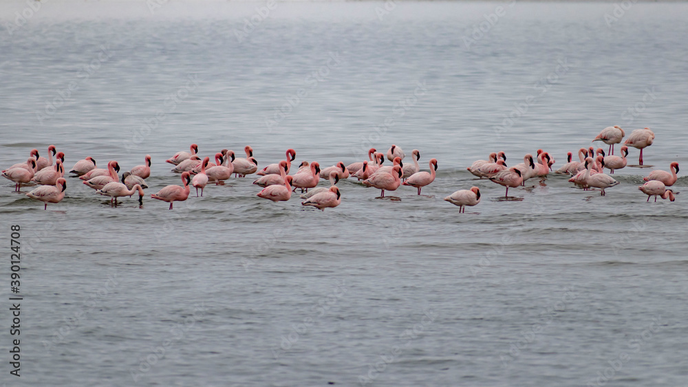 Fototapeta premium flamingos in the water