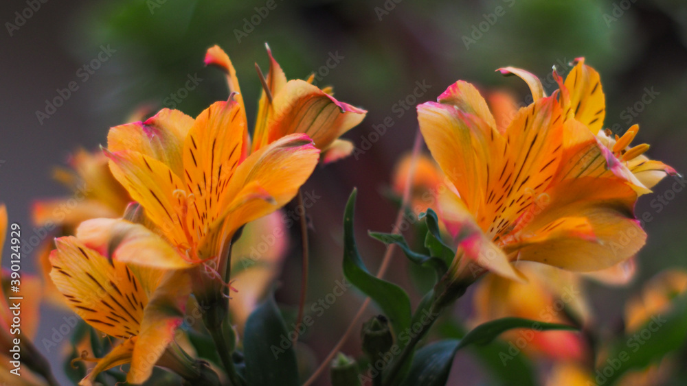 Belle fleur jaunes aux grandes pétales bien déployées