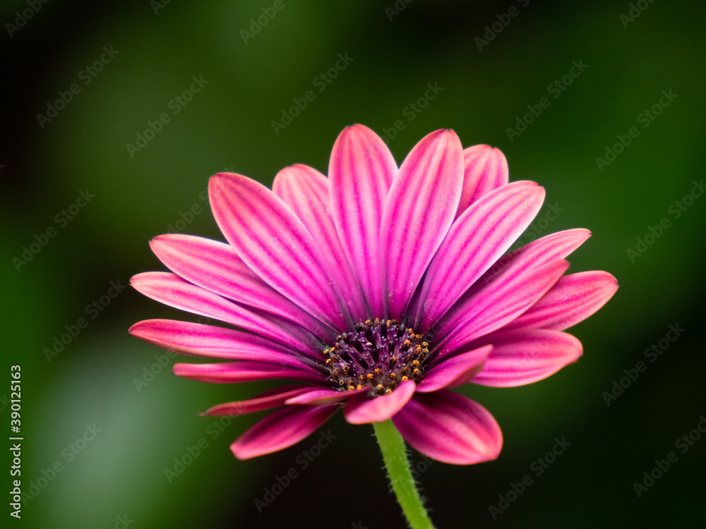 Obraz premium Nahaufnahme der roten Blüte einer Bornholmmargerite, Osteospermum ecklonis