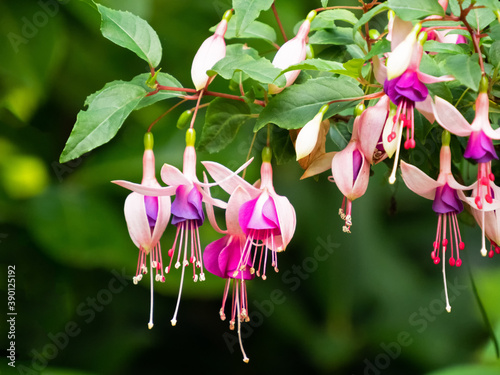 Nahaufnahme mehrerer rosa Blüten der Fuchsie, Fuchsia