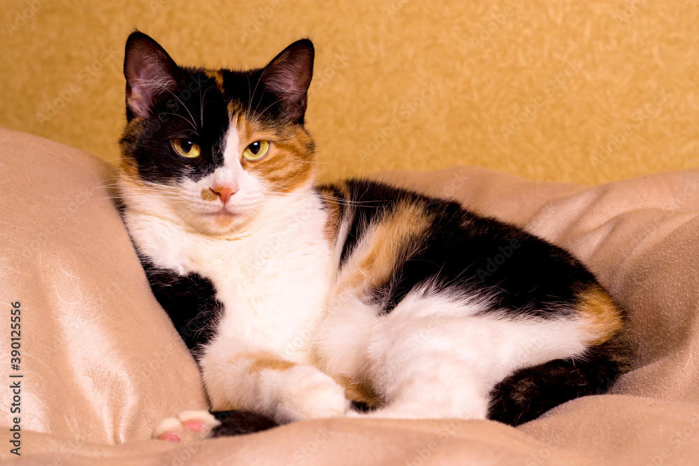Three-colored cat. The cat lies on the bed against the background of a yellow wall. She looks at the camera.