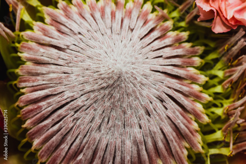 Protea flowers bunch. Blooming Pink King Protea Plant. Closeup. Holiday gift  bouquet  buds. One Beautiful fashion flower macro shot. Valentine s Day gift.