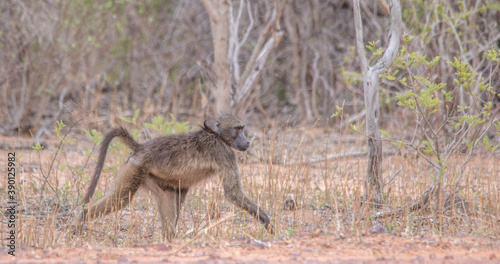A chacma baboon isolated walking in the African bush image in horizontal format © Richard