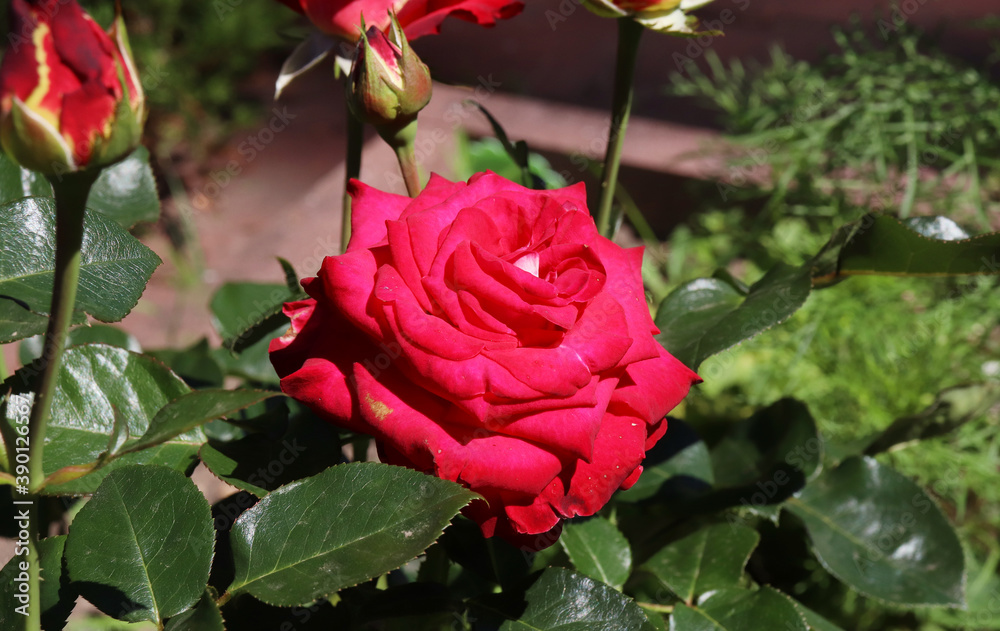 red rose in the garden red rose in the garden
