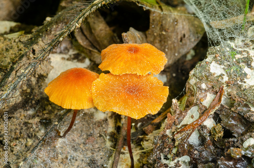 Brown blurry mushroom flower in moist forest with blurred pattern background.